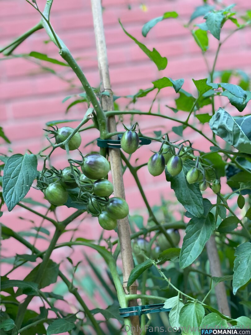 wolfofthewild / wolfofthewildd Nu OnlyFans  Photo fuitée #9