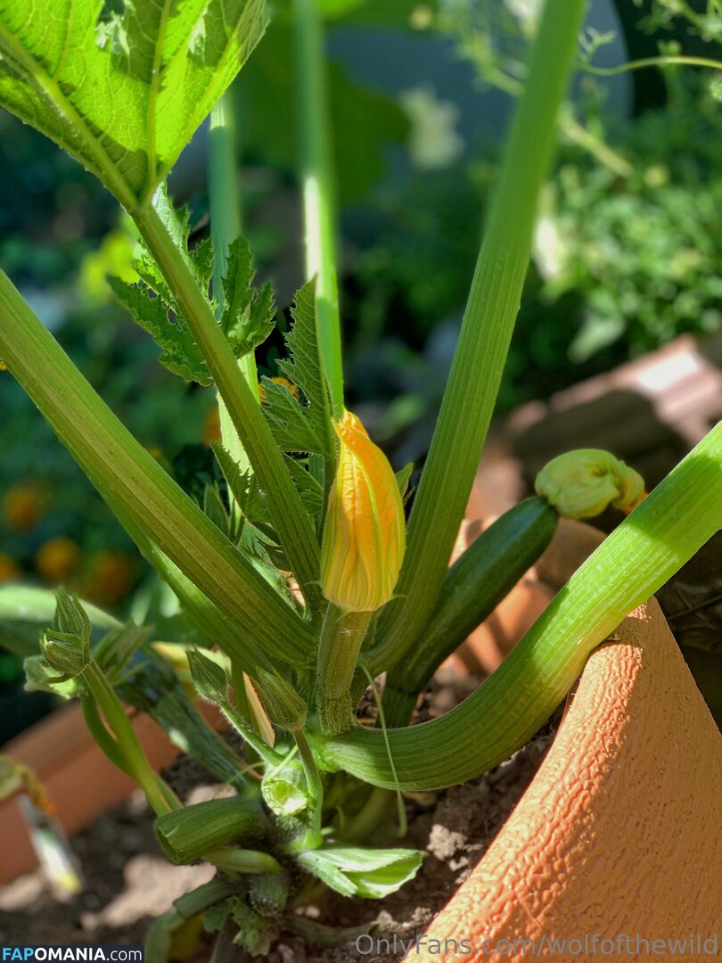 wolfofthewild / wolfofthewildd Nu OnlyFans  Photo fuitée #14